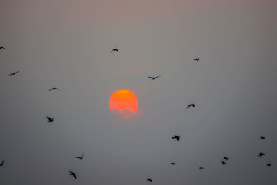 Low angle view of birds flying in sky