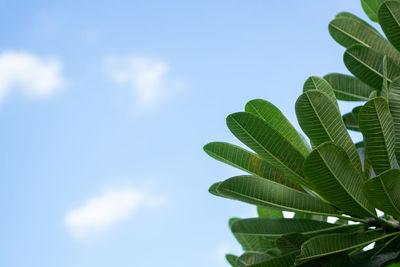 Low angle view of plant against sky