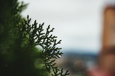 Close-up of fresh plant against sky