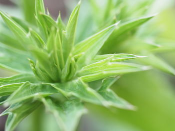 Close-up of fresh green plant