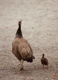 View of birds on public way 