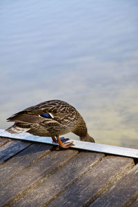 Close-up of bird perching on wood against lake