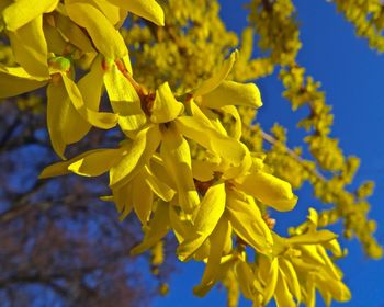 Low angle view of yellow flowers