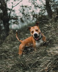 Portrait of dog on grass