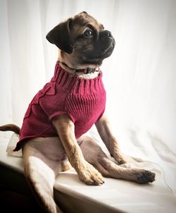 Dog looking away while sitting at home