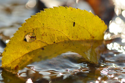 Close-up of yellow leaf on water