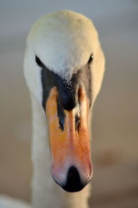 Close-up of swan