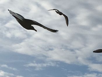Low angle view of birds flying in sky