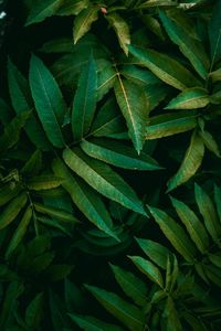 Full frame shot of green leaves