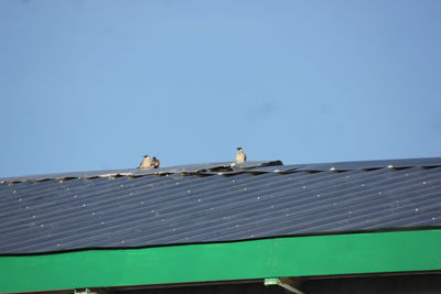 Birds perching on roof against blue sky