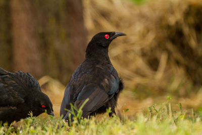 Black bird perching on a field