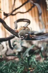 Close-up of lizard on branch