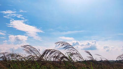 Low angle view of plants against sky