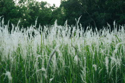 Close-up of grass growing on field