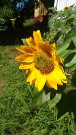 Close-up of sunflower blooming in park