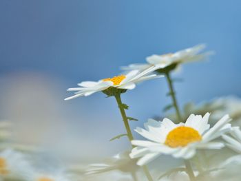 Close-up of white daisy flowers