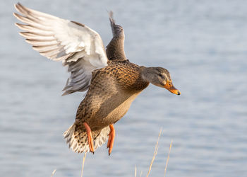 Close-up of seagull flying over lake