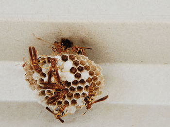 Close-up of bee on wall