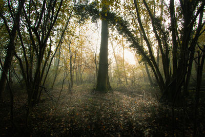 Trees in forest