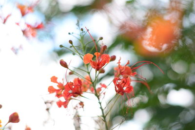 Close-up of red flowering plant