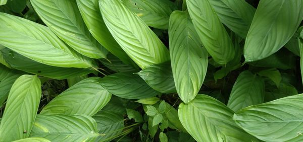 Full frame shot of fresh green leaves