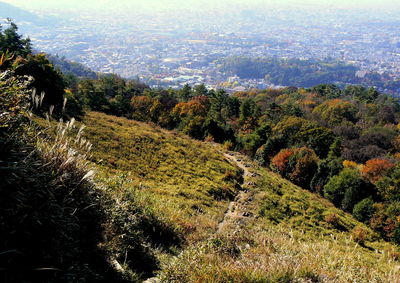 Scenic view of forest against sky