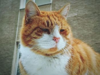 Close-up of ginger cat
