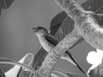 Side view of bird perching on tree