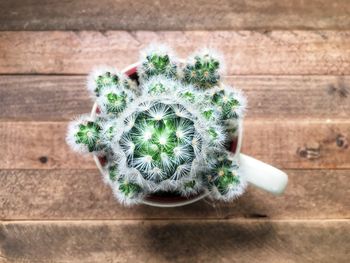 High angle view of potted plant