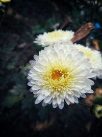 Close-up of white flower blooming outdoors