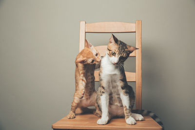 Portrait of cat sitting on table