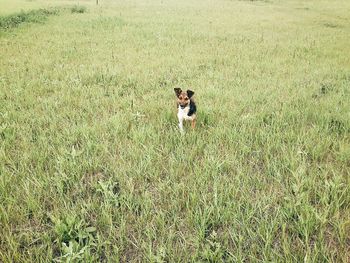 Dog on grassy field