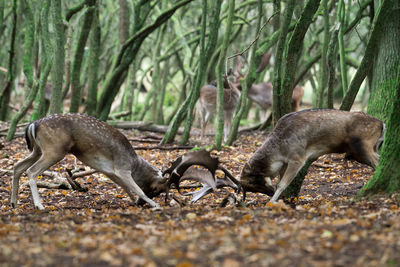 Fallow deer fighting at forest