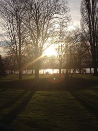 Bare trees at sunset