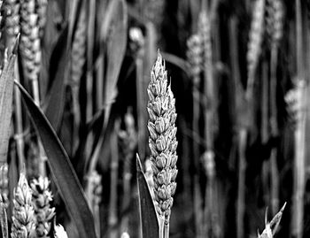 Close-up of dry flowering plant