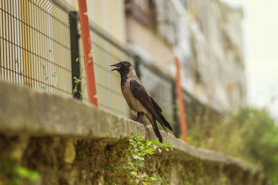 Low angle view of bird perching on wall