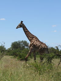 View of giraffe on field against sky