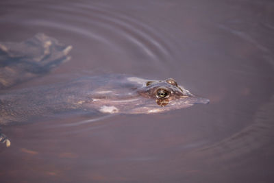 High angle view of fish swimming in lake