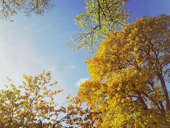 Low angle view of tree against sky