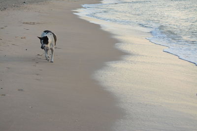 Dog on beach