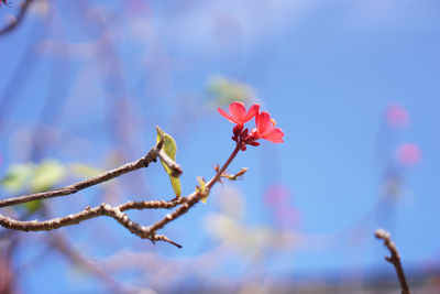 Close-up of red flowering plant