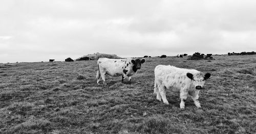 Cows standing in a field