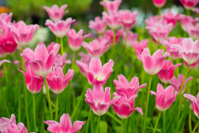 Close-up of pink flowering plants