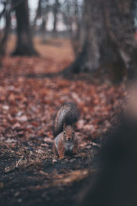 Squirrel on tree trunk