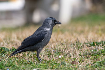 Bird perching on a field