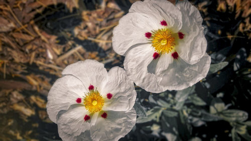Close-up of white flowers blooming outdoors