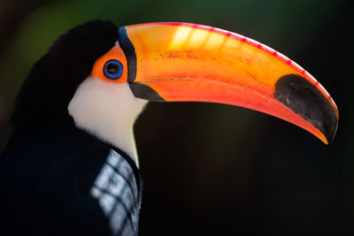 Close-up of bird