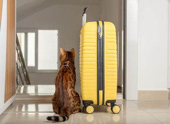 A cute cat sits near the suitcase and looks out the open door. traveling with pets.