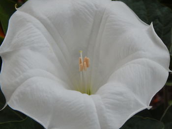 Close-up of day lily blooming outdoors