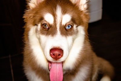 Close-up portrait of a dog